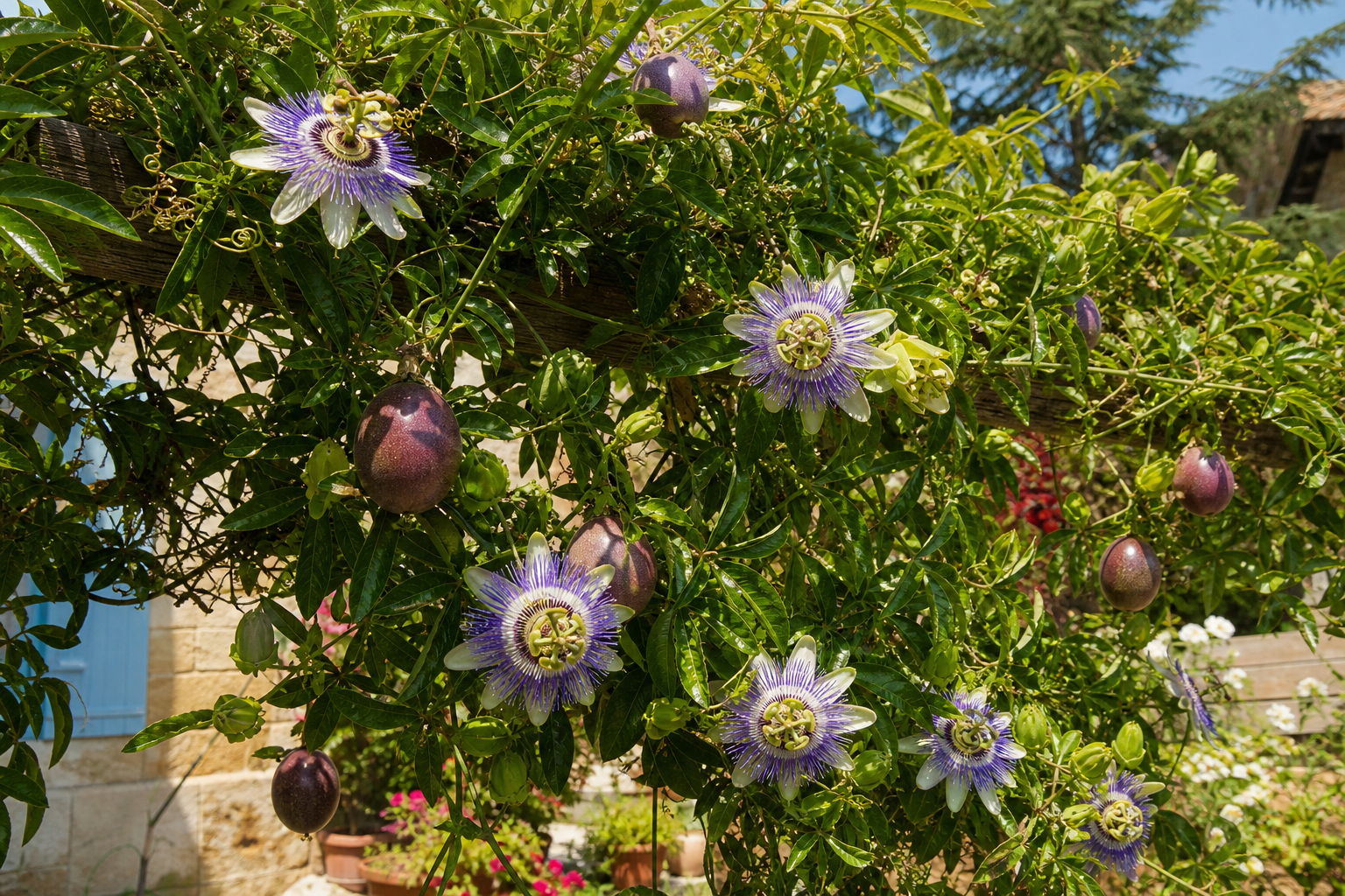 L’arbre du fruit de la passion est une liane tropicale