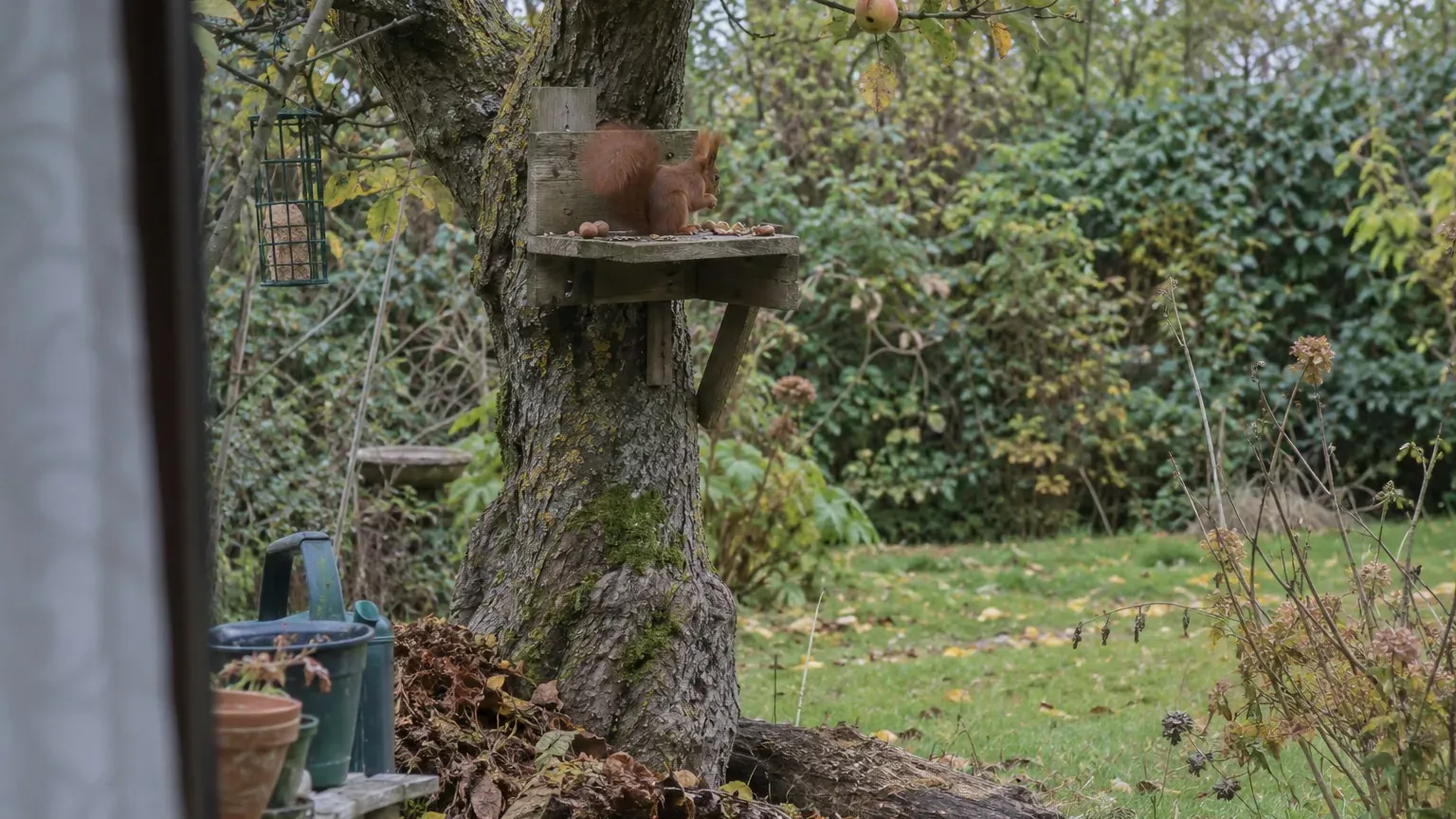 « Je pensais mon jardin trop propre » : le conseil d'un naturaliste pour enfin voir l'écureuil roux cet automne